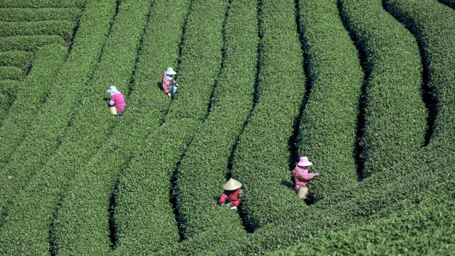 Longjing Tea Garden